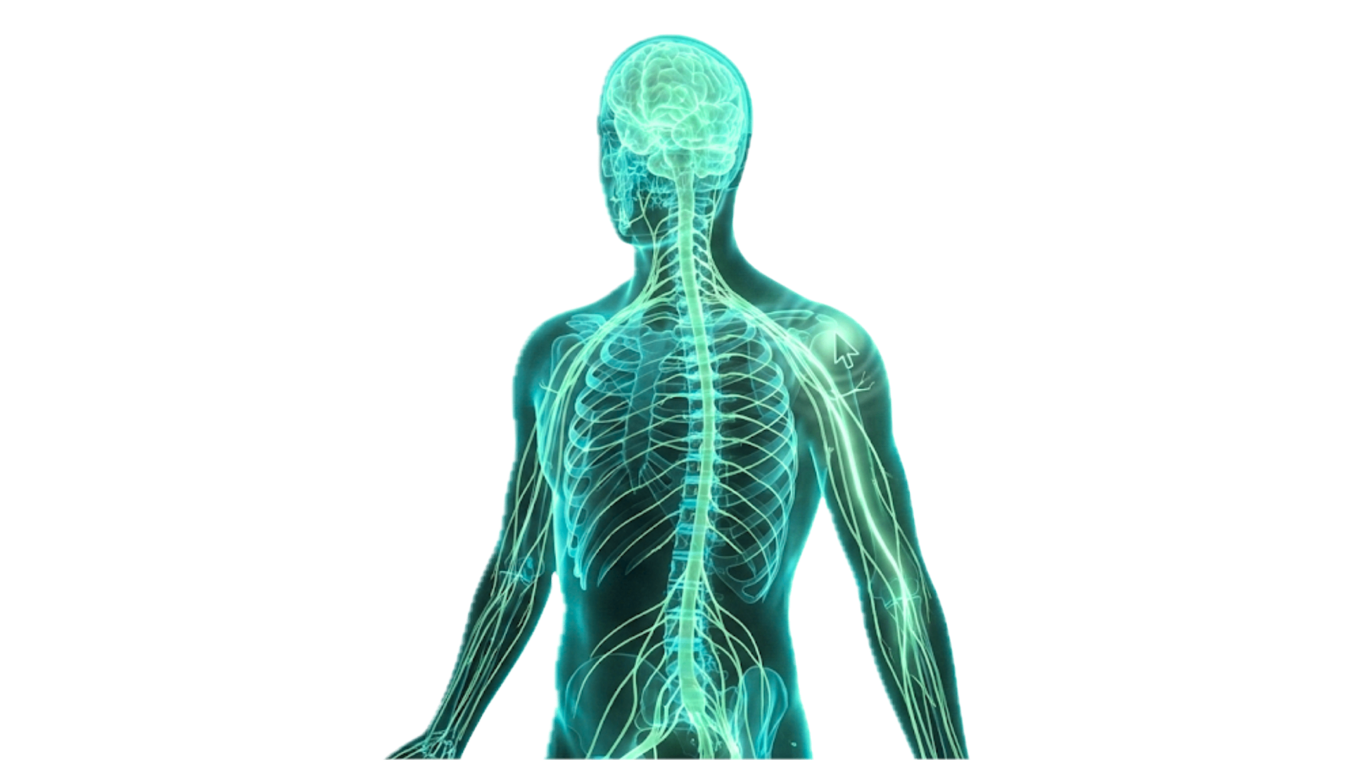 Neural network visualization representing nervous system regulation